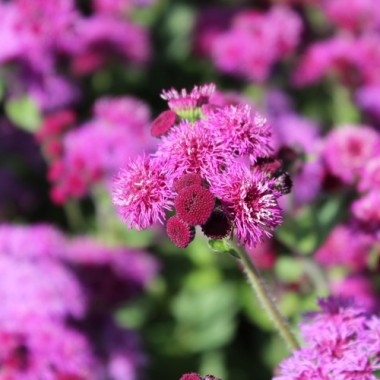 Leberbalsam Red Flint (Samen)