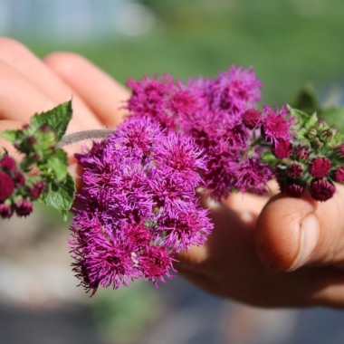 Leberbalsam Red Flint (Samen)