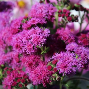 Leberbalsam Red Flint (Samen)