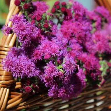Leberbalsam Red Flint (Samen)
