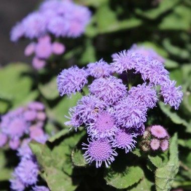 Leberbalsam blau (Samen)