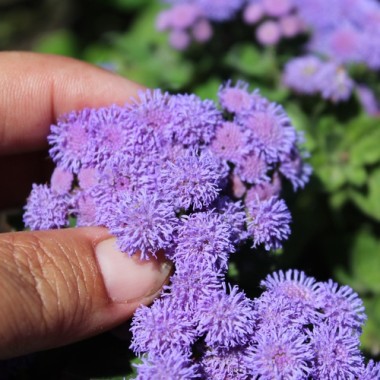 Leberbalsam blau (Samen)