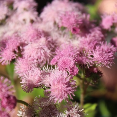 Leberbalsam pink (Samen)