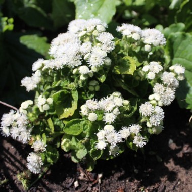 Leberbalsam weiß (Samen)