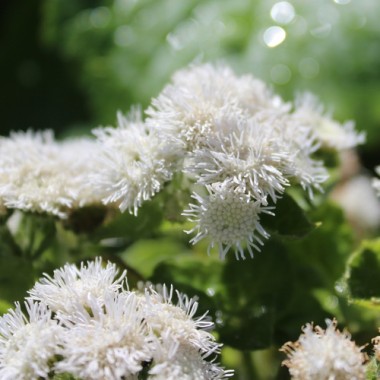 Leberbalsam weiß (Samen)