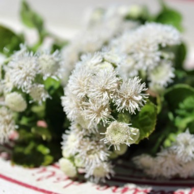 Leberbalsam weiß (Samen)