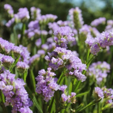 Neu! Meerlavendel - Statice Lilac Lavender (Samen)