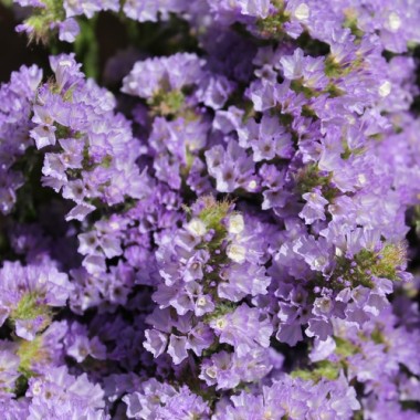 Neu! Meerlavendel - Statice Lilac Lavender (Samen)