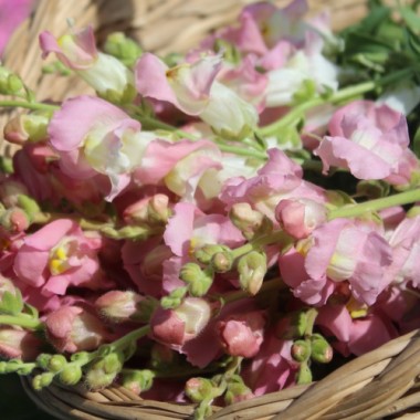 Löwenmäulchen Appleblossom (Samen)