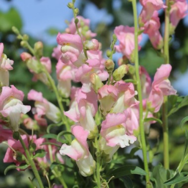 Löwenmäulchen Appleblossom (Samen)