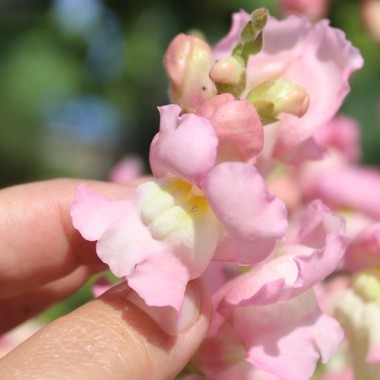 Löwenmäulchen Appleblossom (Samen)