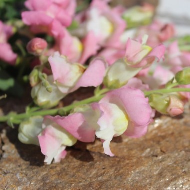 Löwenmäulchen Appleblossom (Samen)