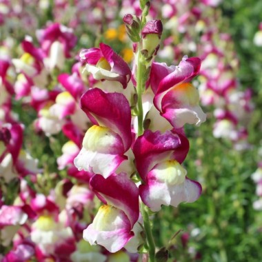 Löwenmäulchen Cherry Twist (Samen)