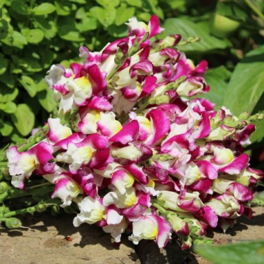 Löwenmäulchen Cherry Twist (Samen)