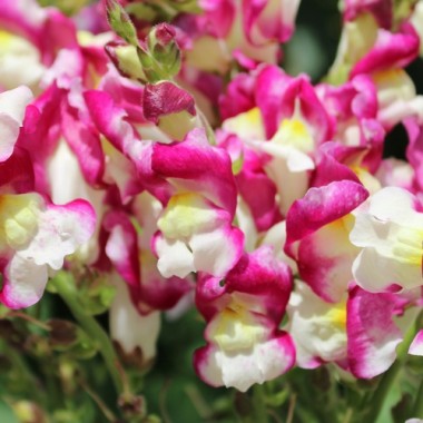 Löwenmäulchen Cherry Twist (Samen)