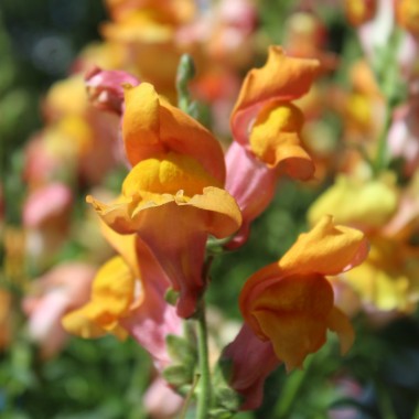 Löwenmäulchen Orange Wonder (Samen)