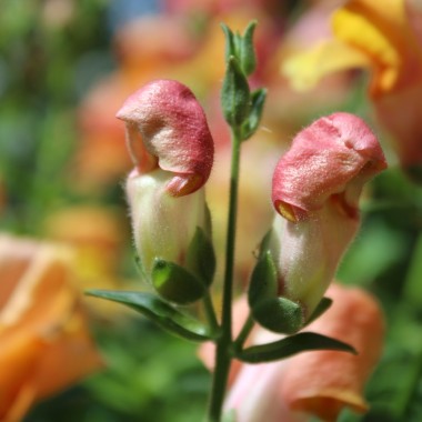 Löwenmäulchen Orange Wonder (Samen)