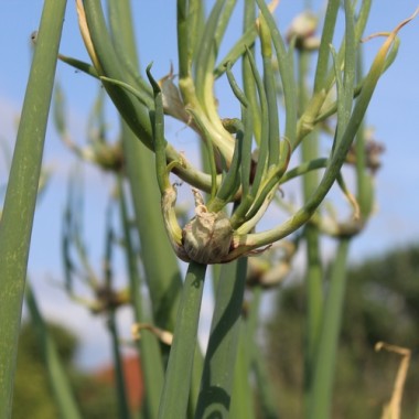 Luftzwiebel - Ägyptische Zwiebel (Pflanze)