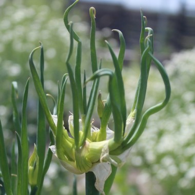 Luftzwiebel - Ägyptische Zwiebel (Pflanze)