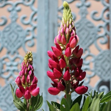 Lupine Edelknabe als blühendes Bodenwunder (Samen)