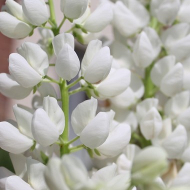 Lupine Fräulein als blühendes Bodenwunder (Samen)