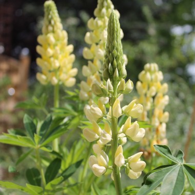Lupine Kronleuchter als blühendes Bodenwunder (Samen)