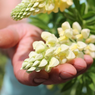 Lupine Kronleuchter als blühendes Bodenwunder (Samen)