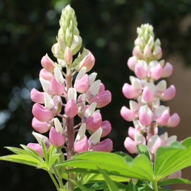 Lupine Schlossfrau als blühendes Bodenwunder (Samen)