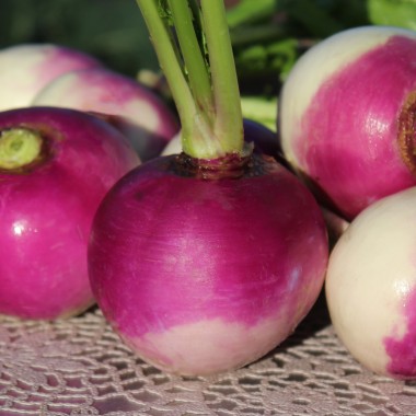 Mairübchen Globe à Collet Violet (Samen)