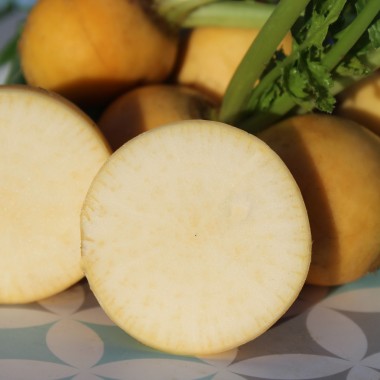 Mairübchen Jaune Boule d'Or (Samen)