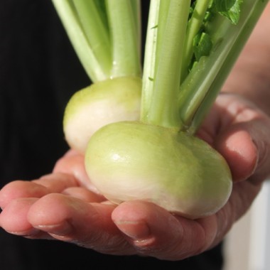 Mairübchen Platte Witte Mai (Samen)