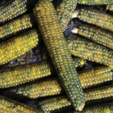 Popmais Grünperl (Samen)