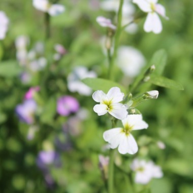 Neu! Strandlevkoje (Samen)