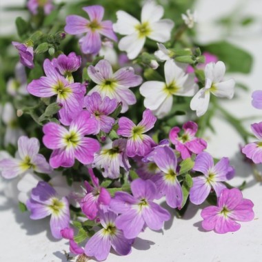 Neu! Strandlevkoje (Samen)