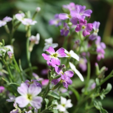 Neu! Strandlevkoje (Samen)