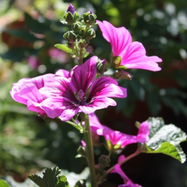 Indische Malve dunkelpink (Samen)