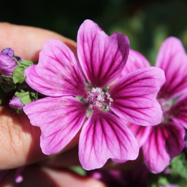 Indische Malve dunkelpink (Samen)