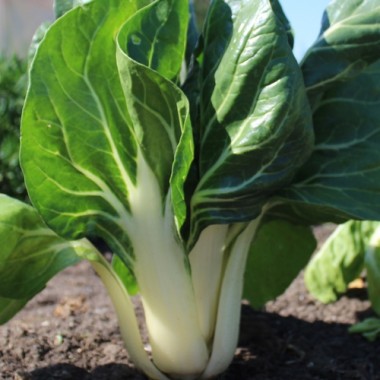 Mangold Barese (Samen)