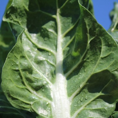 Mangold Barese (Samen)
