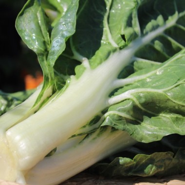 Mangold Barese (Samen)