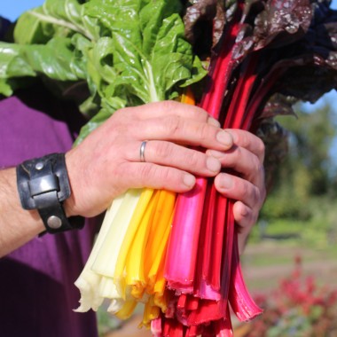 Mangold 5-Color-Silverbeet (Samen)