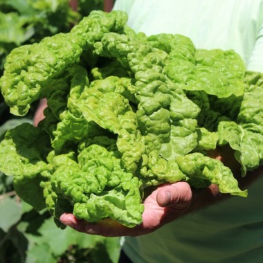 Mangold Lucullus (Samen)