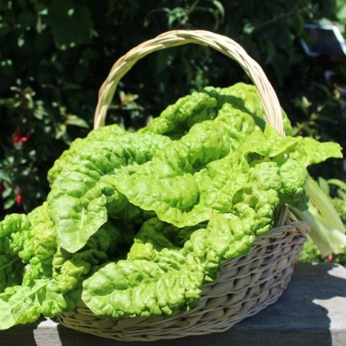 Mangold Lucullus (Samen)