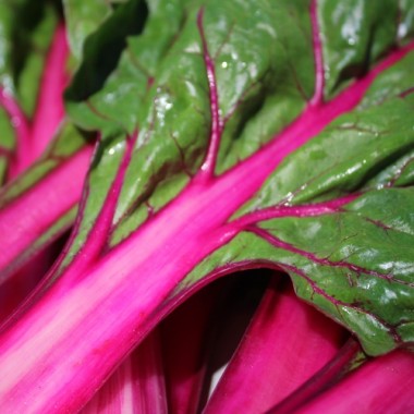 Mangold Pink Passion (Samen)