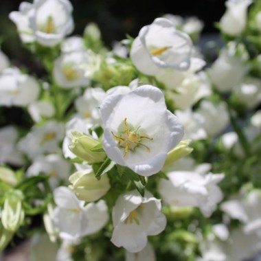 Marienglockenblume weiß (Samen)