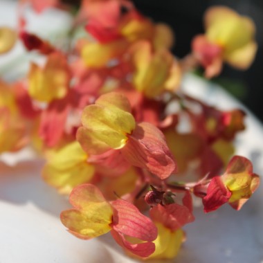 Marokkanisches Leinkraut Licilia Peach (Samen)