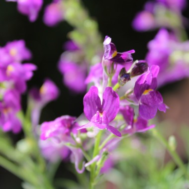 Marokkanisches Leinkraut Licilia Violet (Samen)
