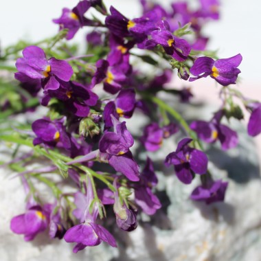 Marokkanisches Leinkraut Licilia Violet (Samen)