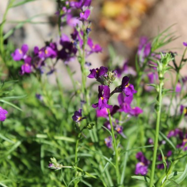 Marokkanisches Leinkraut Licilia Violet (Samen)