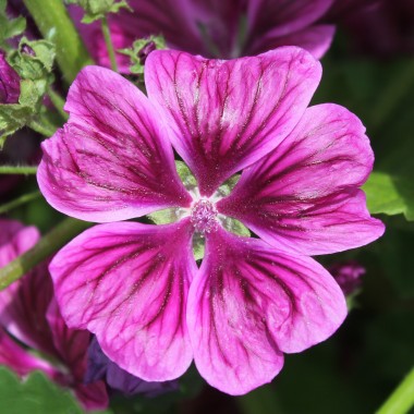 Mauretanische Malve (Samen)